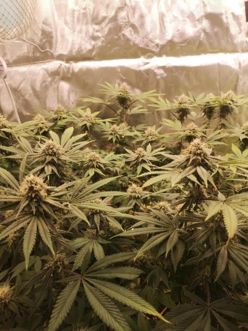 Hyper Vyper & Gulupa. Week 13