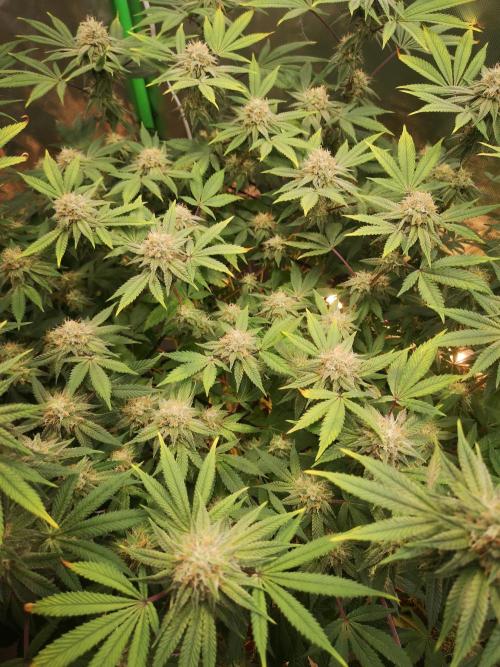 Hyper Vyper & Gulupa. Week 13