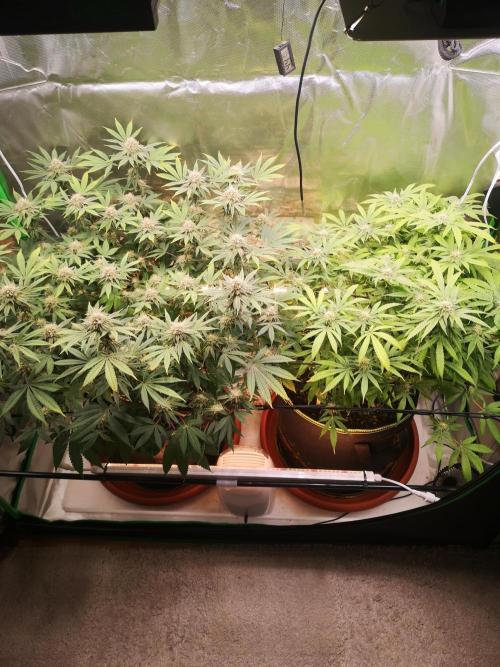 Hyper Vyper & Gulupa. Week 13