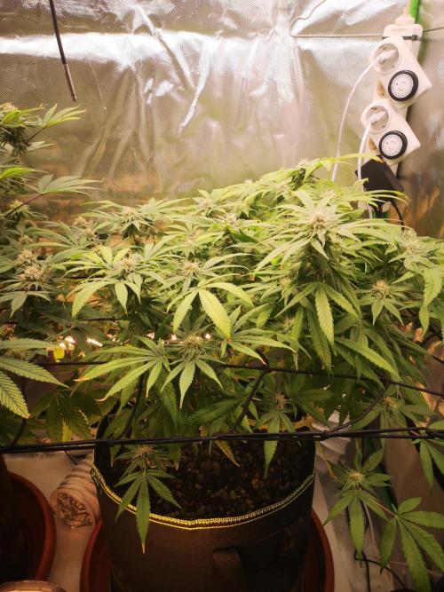 Hyper Vyper & Gulupa. Week 13