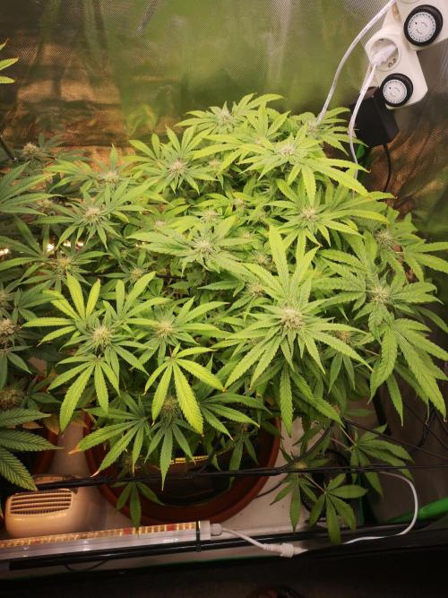Hyper Vyper & Gulupa. Week 13