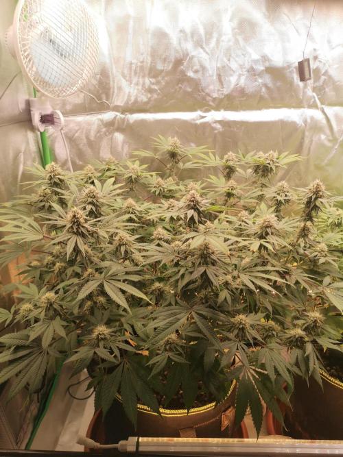 Hyper Vyper & Gulupa. Week 13