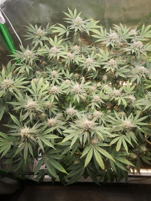 Hyper Vyper & Gulupa. Week 13