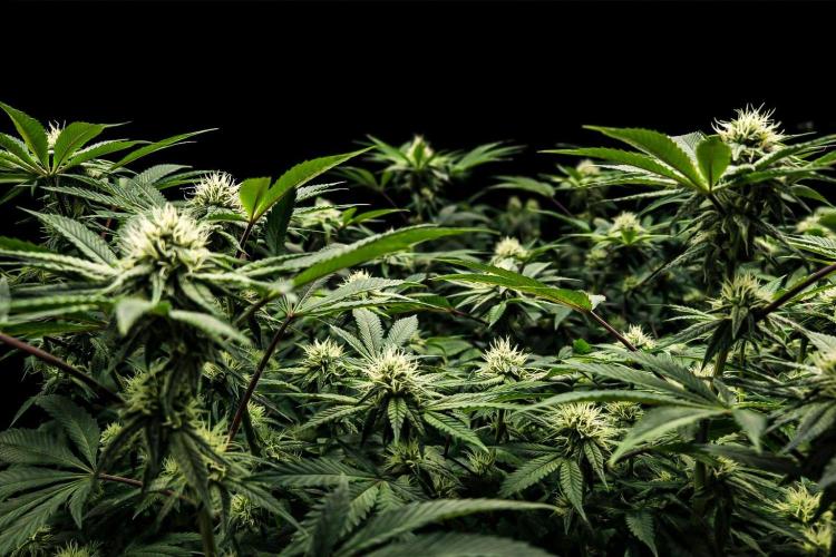 Zamnesia Seeds - Hyper Vyper door XxManingSmokeyGxX