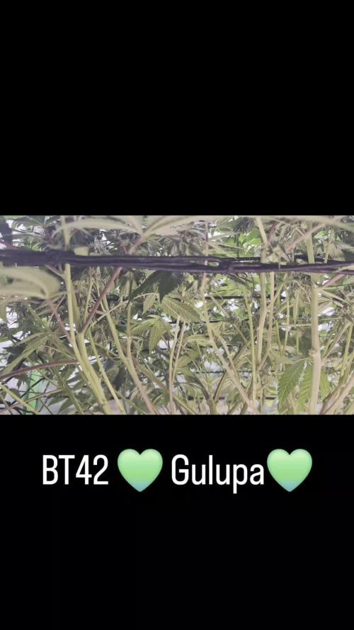 Hyper Vyper & Gulupa