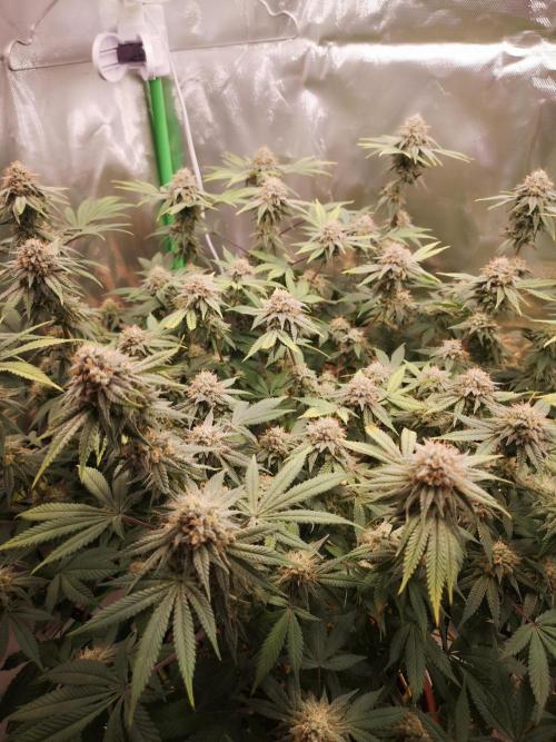 Hyper Vyper & Gulupa. Week 14