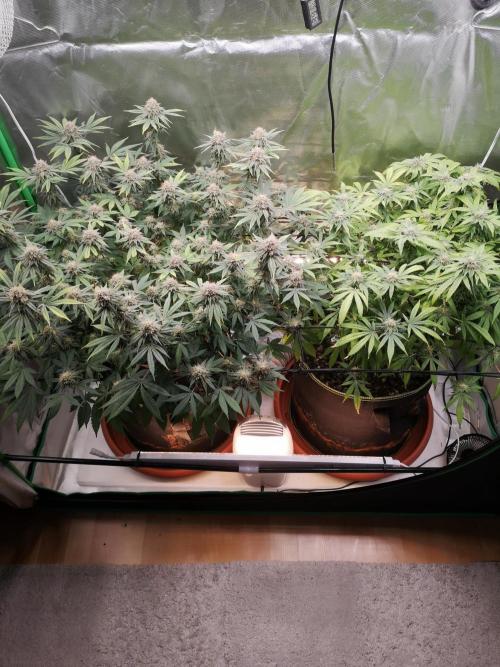 Hyper Vyper & Gulupa. Week 14