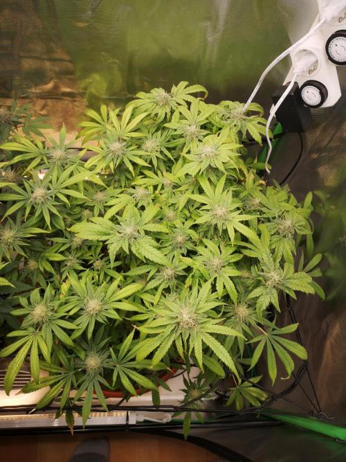 Hyper Vyper & Gulupa. Week 14