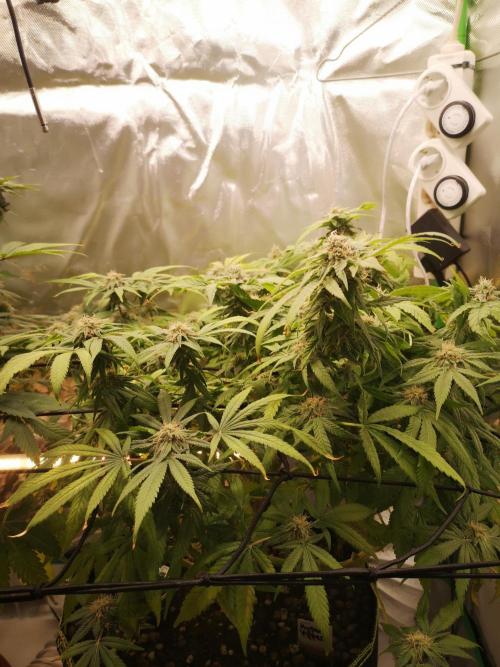 Hyper Vyper & Gulupa. Week 14