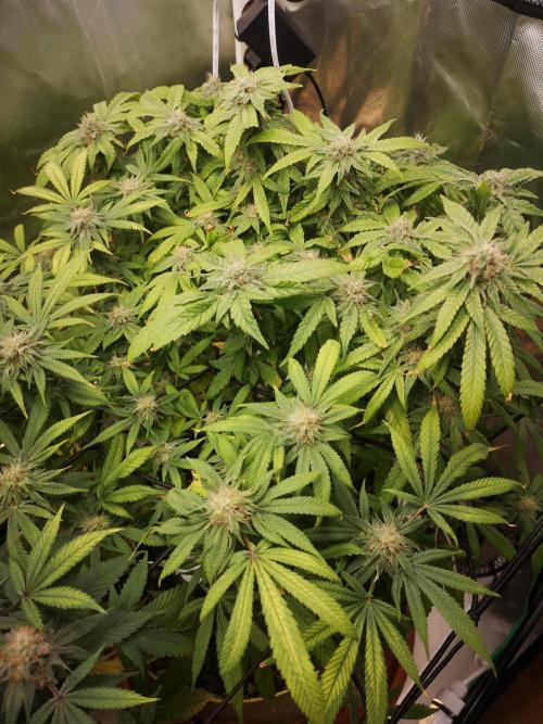 Hyper Vyper & Gulupa. Week 14