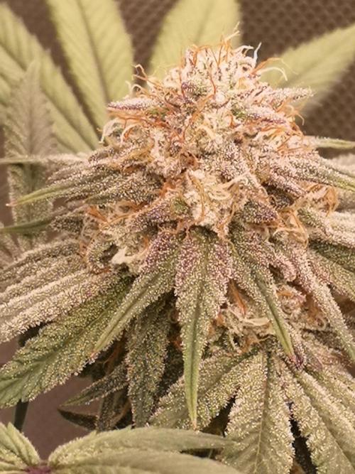 Hyper Vyper & Gulupa. Week 14