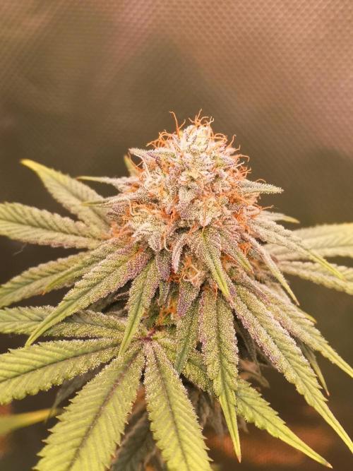 Hyper Vyper & Gulupa. Week 14