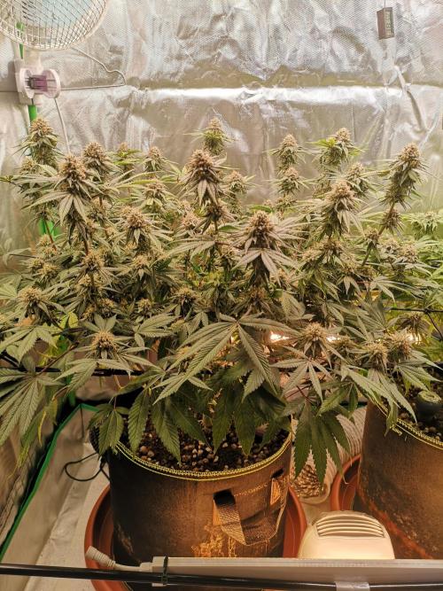 Hyper Vyper & Gulupa. Week 14