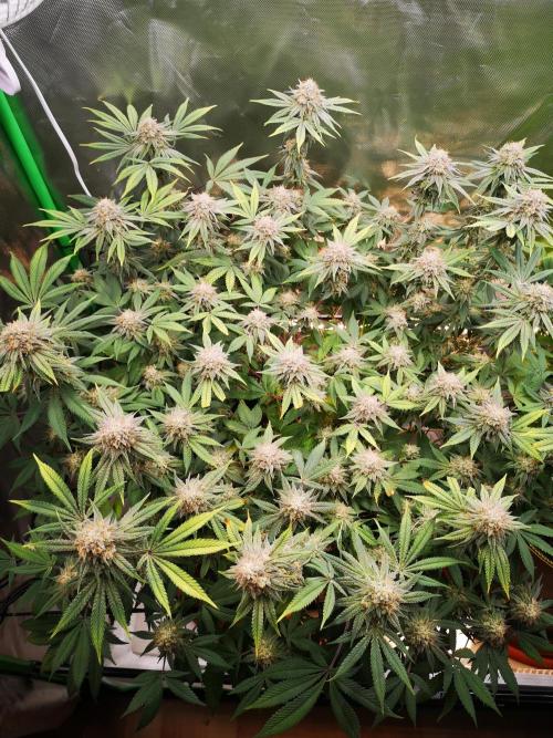 Hyper Vyper & Gulupa. Week 14