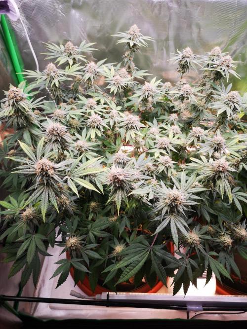 Hyper Vyper & Gulupa. Week 14