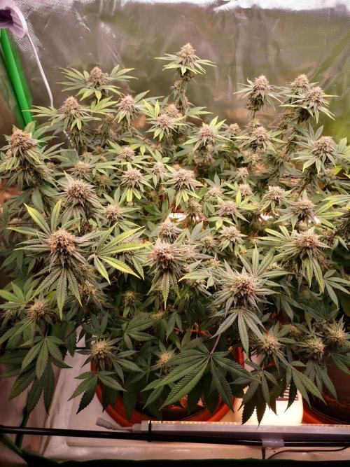 Hyper Vyper & Gulupa. Week 14