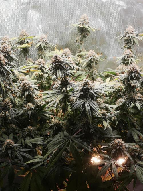 Hyper Vyper & Gulupa. Week 15