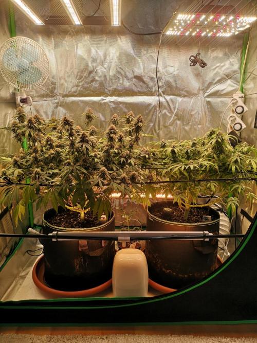 Hyper Vyper & Gulupa. Week 15