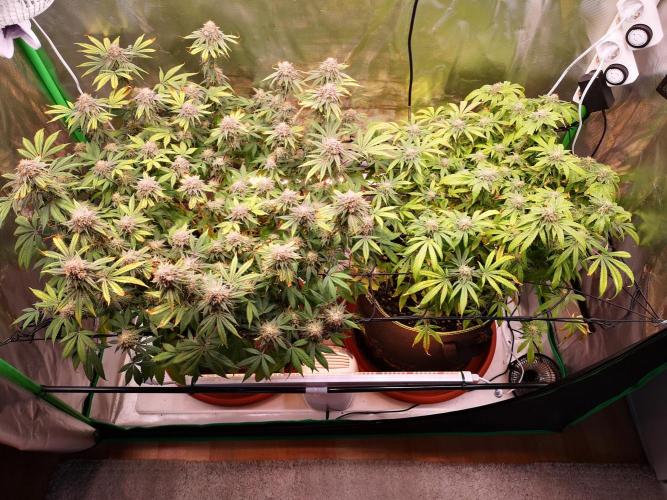 Hyper Vyper & Gulupa. Week 15