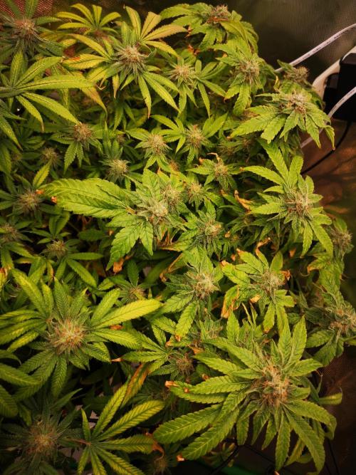 Hyper Vyper & Gulupa. Week 15