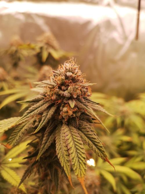 Hyper Vyper & Gulupa. Week 15