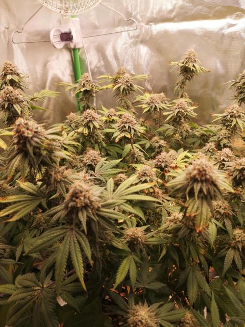 Hyper Vyper & Gulupa. Week 15
