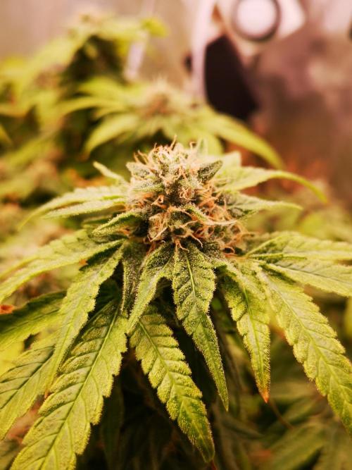 Hyper Vyper & Gulupa. Week 15