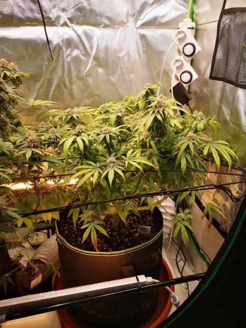Hyper Vyper & Gulupa. Week 15