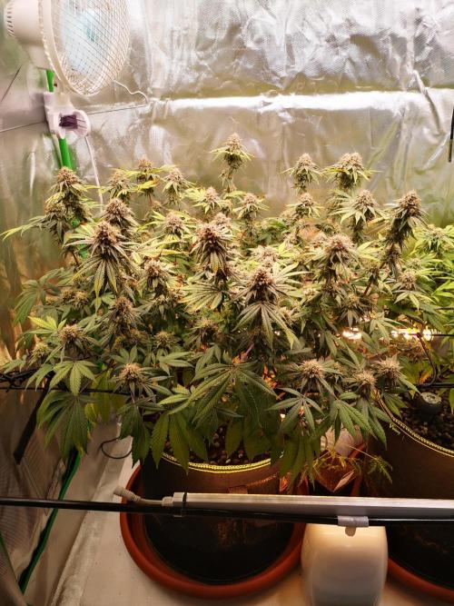 Hyper Vyper & Gulupa. Week 15