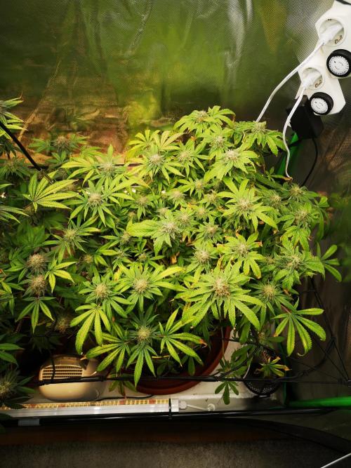 Hyper Vyper & Gulupa. Week 15