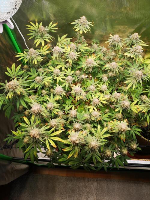 Hyper Vyper & Gulupa. Week 15