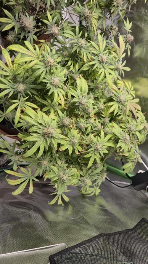 Hyper Vyper & Gulupa. Week 16
