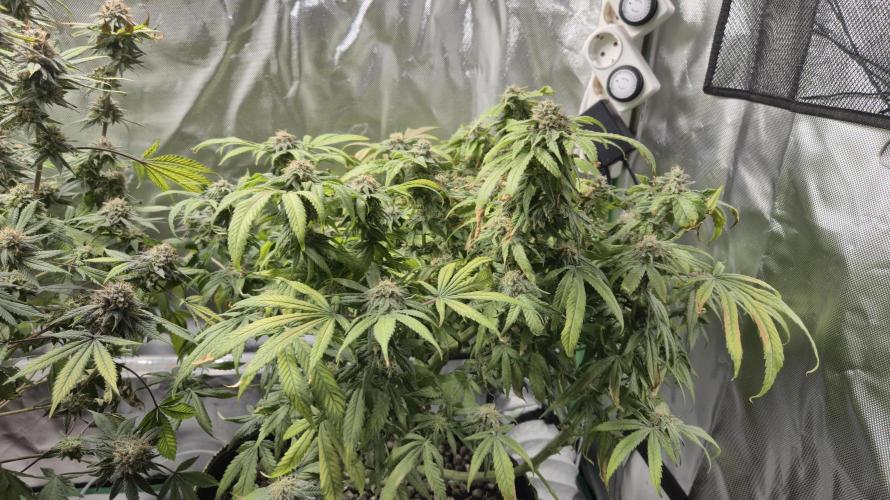 Hyper Vyper & Gulupa. Week 16