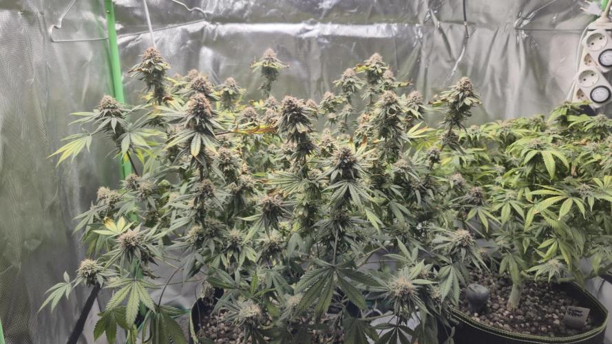 Hyper Vyper & Gulupa. Week 16