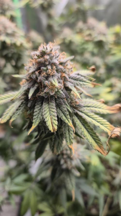 Hyper Vyper & Gulupa. Week 16