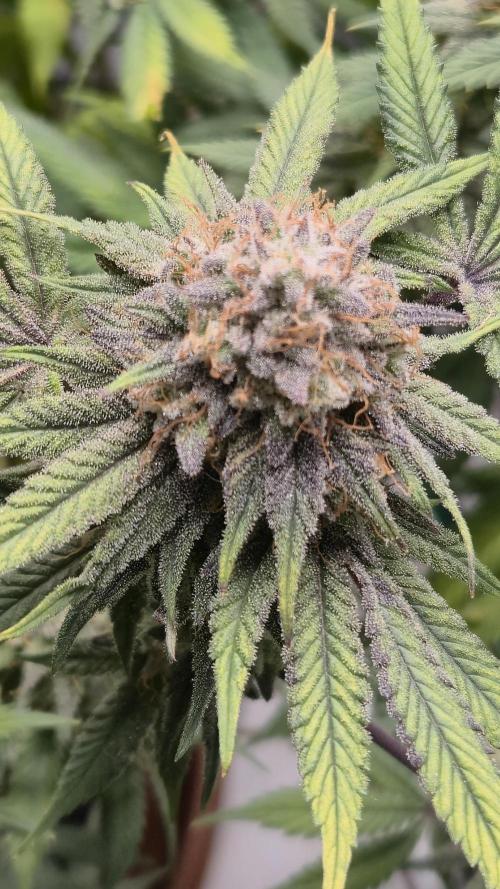 Hyper Vyper & Gulupa. Week 16