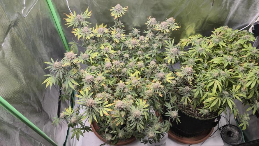 Hyper Vyper & Gulupa. Week 16