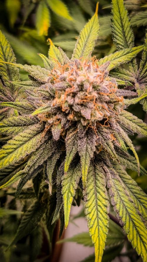 Hyper Vyper & Gulupa. Week 16