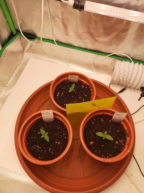Nektar Drip/Cosmic Raiser/Jacky White. Week 1