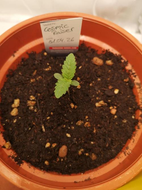 Nektar Drip/Cosmic Raiser/Jacky White. Week 1