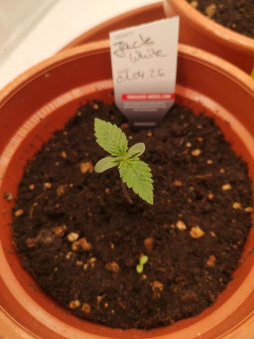 Nektar Drip/Cosmic Raiser/Jacky White. Week 1