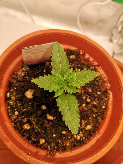Nektar Drip/Cosmic Raiser/Jacky White. Week 2