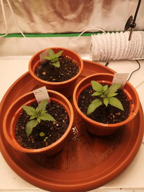 Nektar Drip/Cosmic Raiser/Jacky White. Week 2