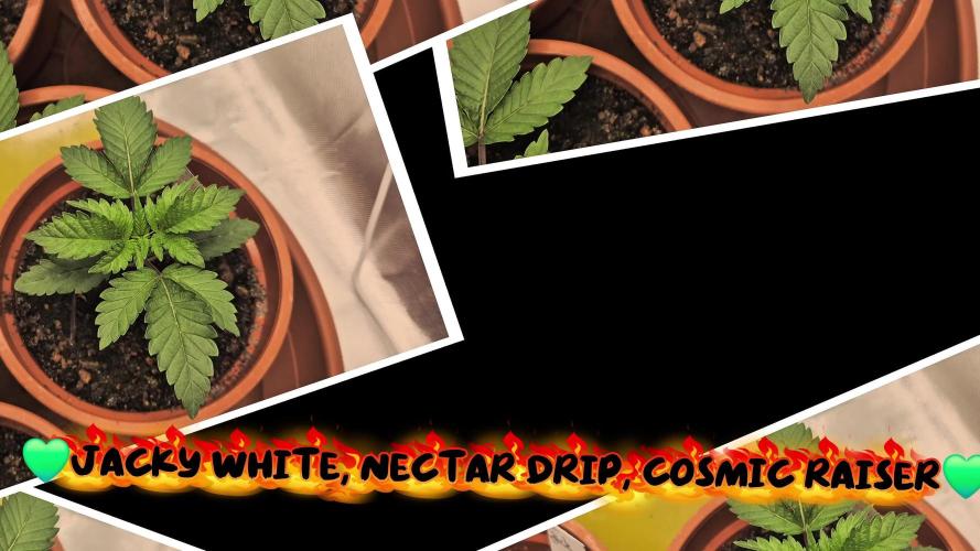 Nektar Drip/Cosmic Raiser/Jacky White