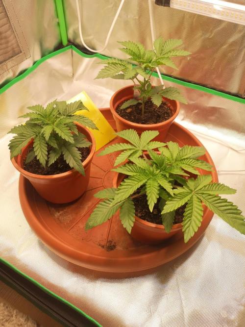Nektar Drip/Cosmic Raiser/Jacky White. Week 3