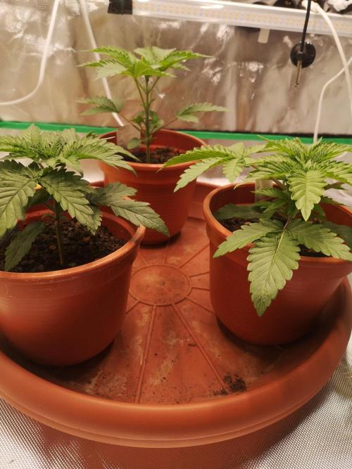 Nektar Drip/Cosmic Raiser/Jacky White. Week 3