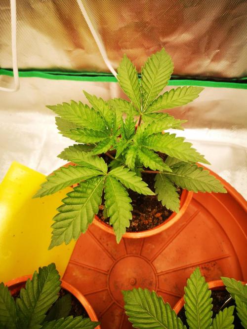 Nektar Drip/Cosmic Raiser/Jacky White. Week 3