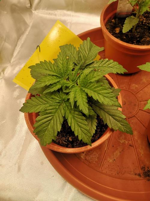 Nektar Drip/Cosmic Raiser/Jacky White. Week 3