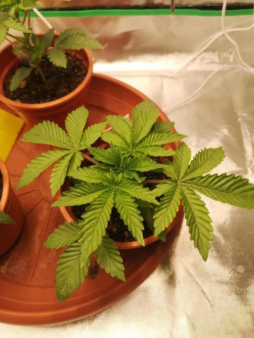 Nektar Drip/Cosmic Raiser/Jacky White. Week 3