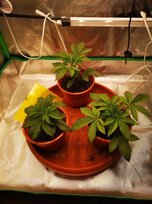 Nektar Drip/Cosmic Raiser/Jacky White. Week 3